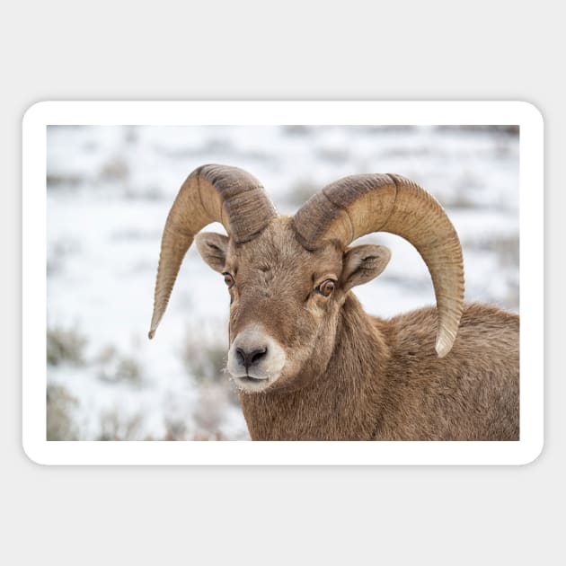 Big Horn Sheep Sticker by StacyWhite